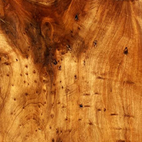 Cunninghamia Burl