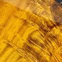 Golden Camphor